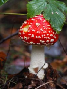 Muchomor czerwony