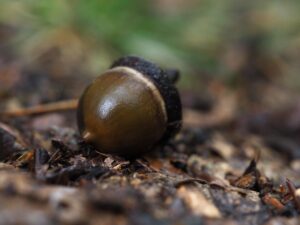 Owoc dębu - żołądź