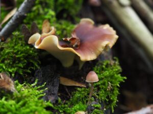 Owocniki grzybów wśród mchów