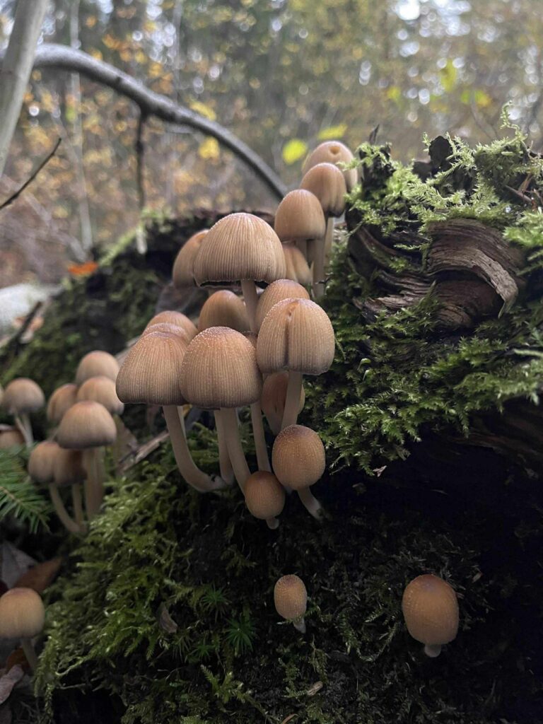 Grzyby w środowisku leśnym