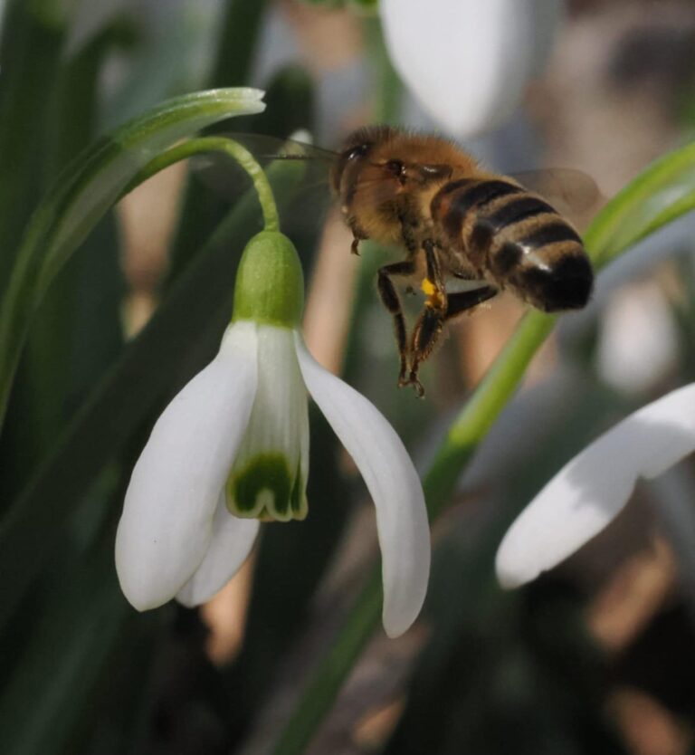 Konkurs przebiśnieg